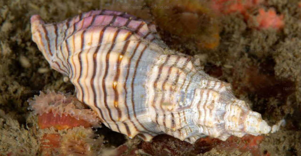Reeflex