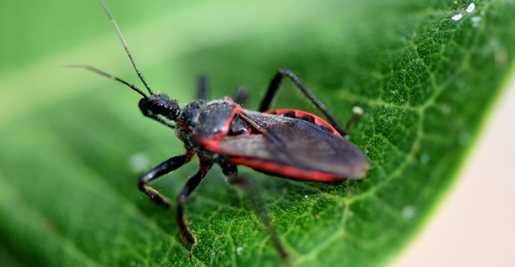 Canva_Shoemcfly
