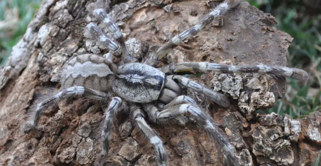 British Tarantula Society