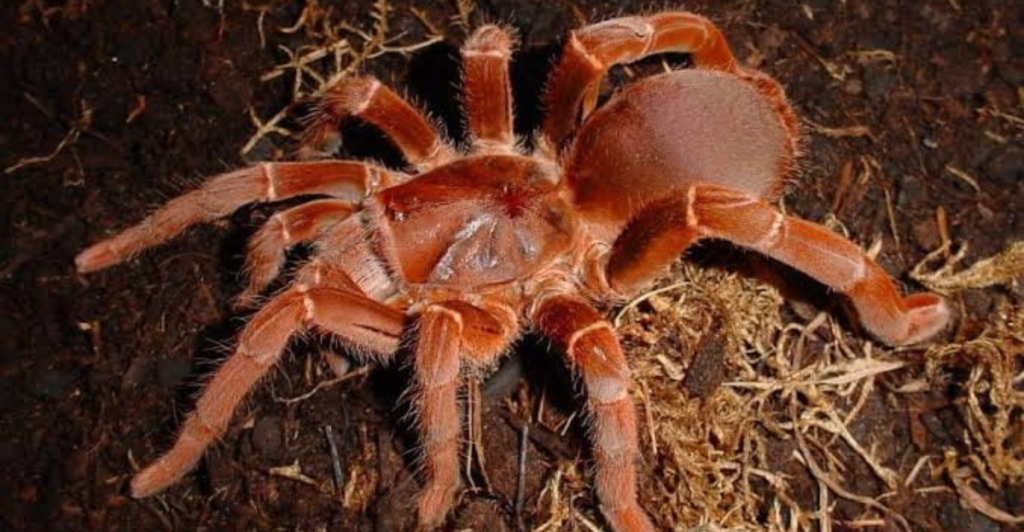 Facebook_TARANTULA KING