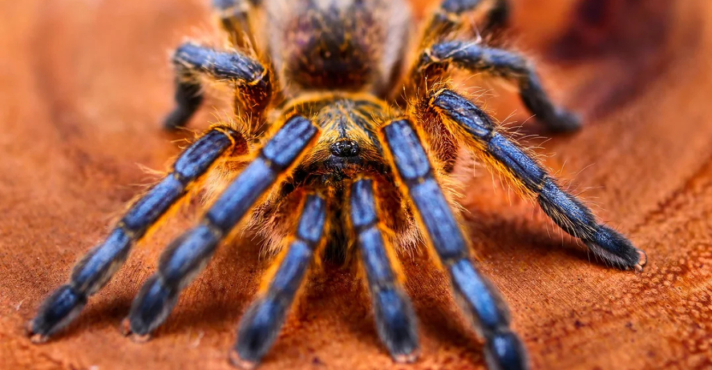 Reddit_Tarantulas