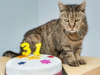 9 Cats That Will Stick With You for Decades