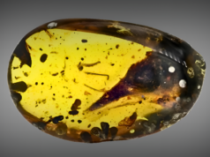 Smallest Dinosaur Ever Found in Amber, Perfectly Preserving 100-Million-Year-Old Secret