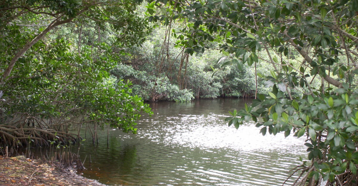 Mangrove trees bordering a tidal estuary in Everglades National Park