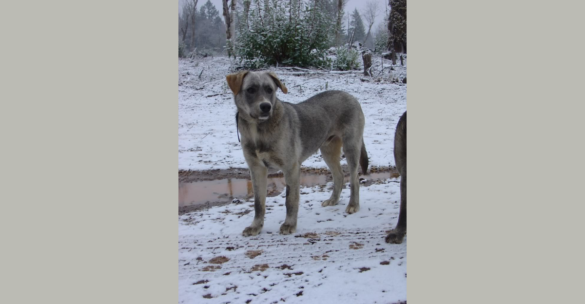The Labrador Retriever Wolf Hybrid