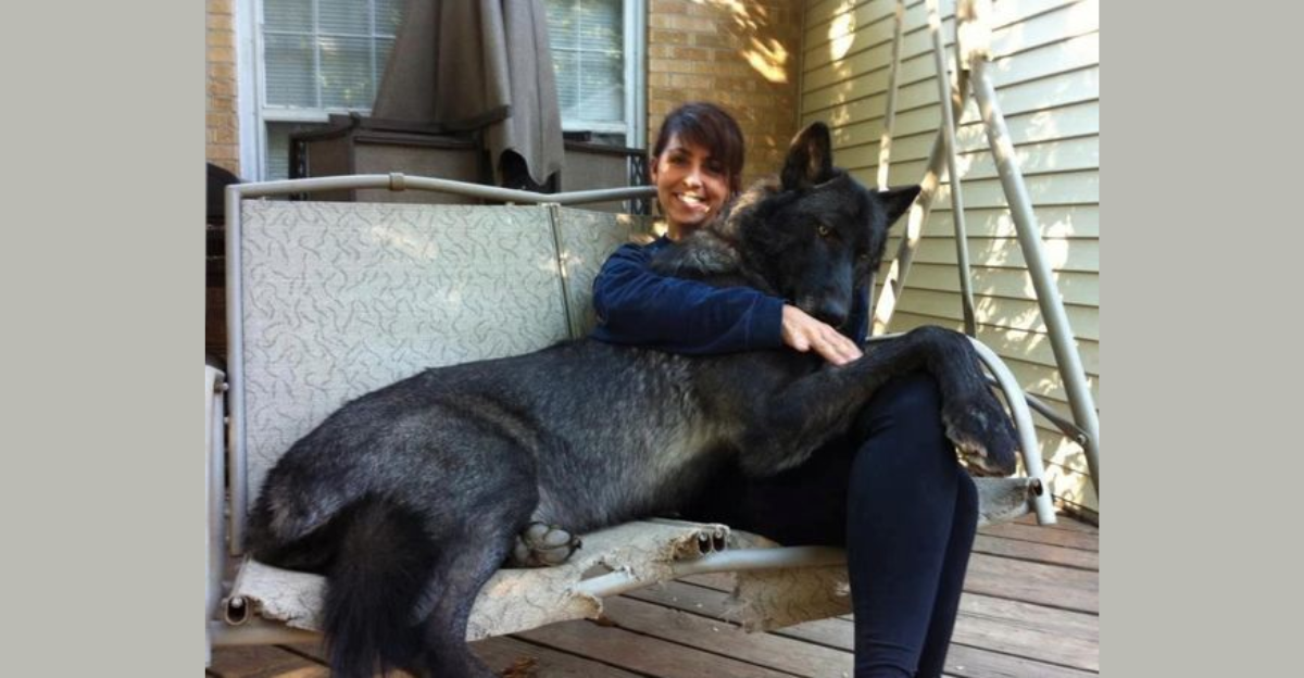 Great Dane Wolf Breed