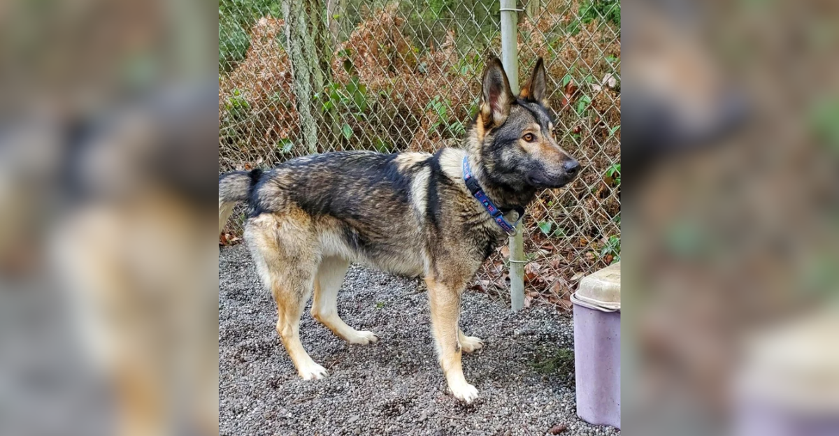 The German Shepherd Wolf Hybrid