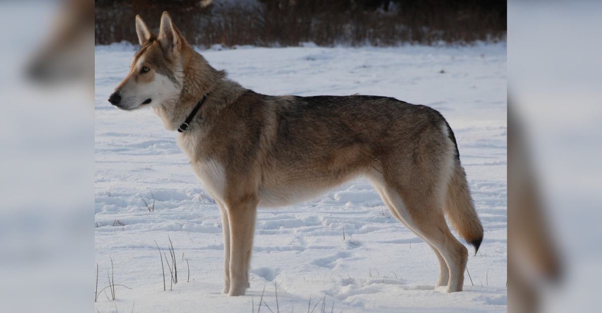 The Saarloos Wolfdog