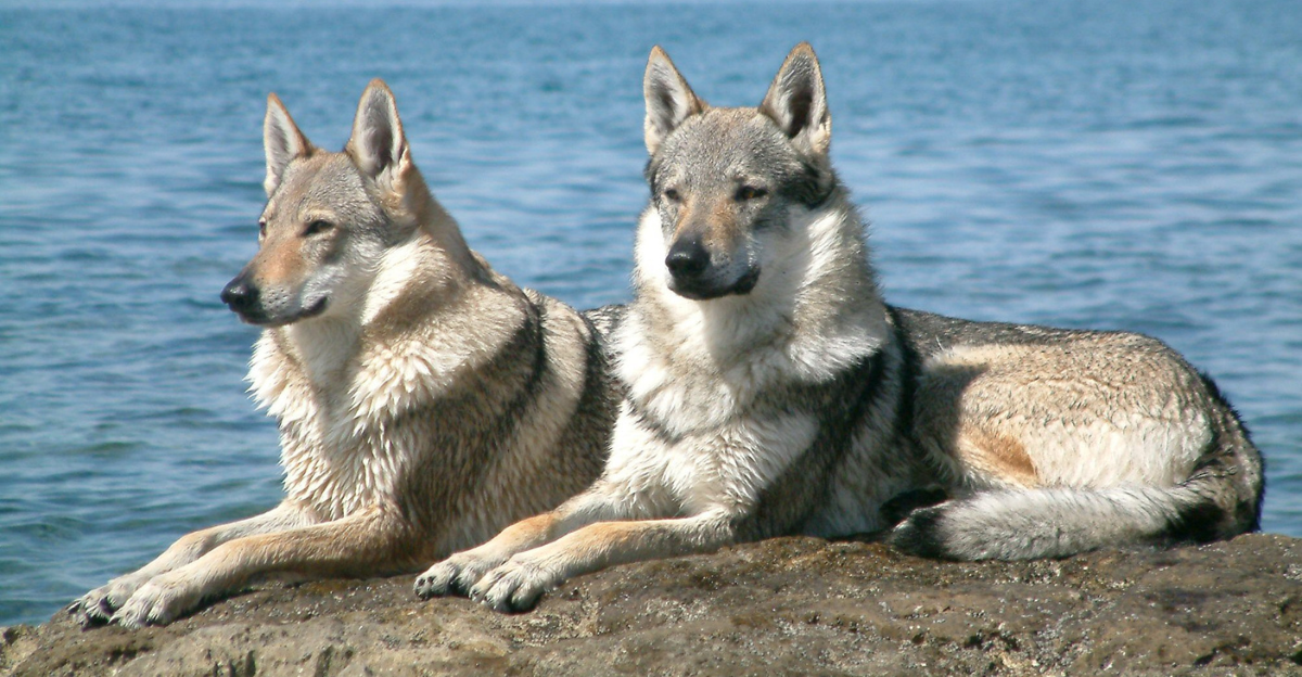 The Czechoslovakian Wolfdog