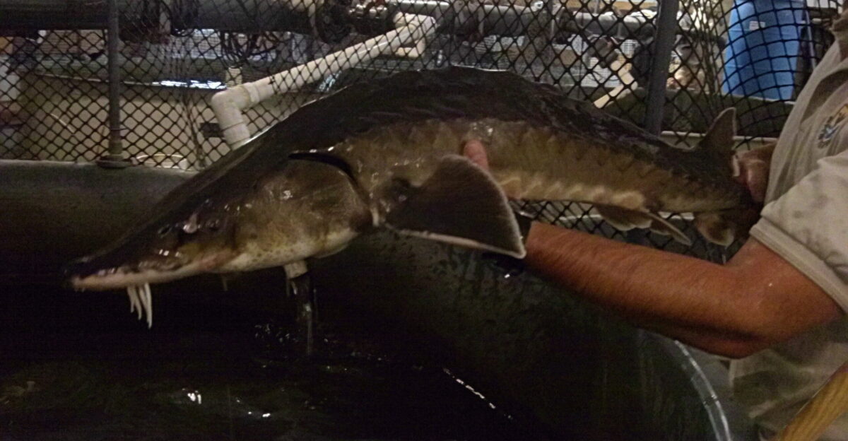 Atlantic sturgeon at the Northeast Fishery Center are part of a project to raise sturgeon from egg through sexual maturity If successful the Fishery Centers work will provide a roadmap to the development of domestic broodstock and help in efforts to restore Atlantic sturgeon to their native range