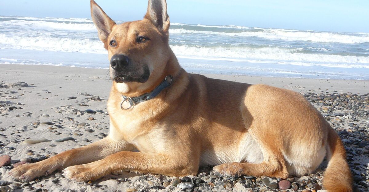 Ein Carolina-Dog-R de am Strand