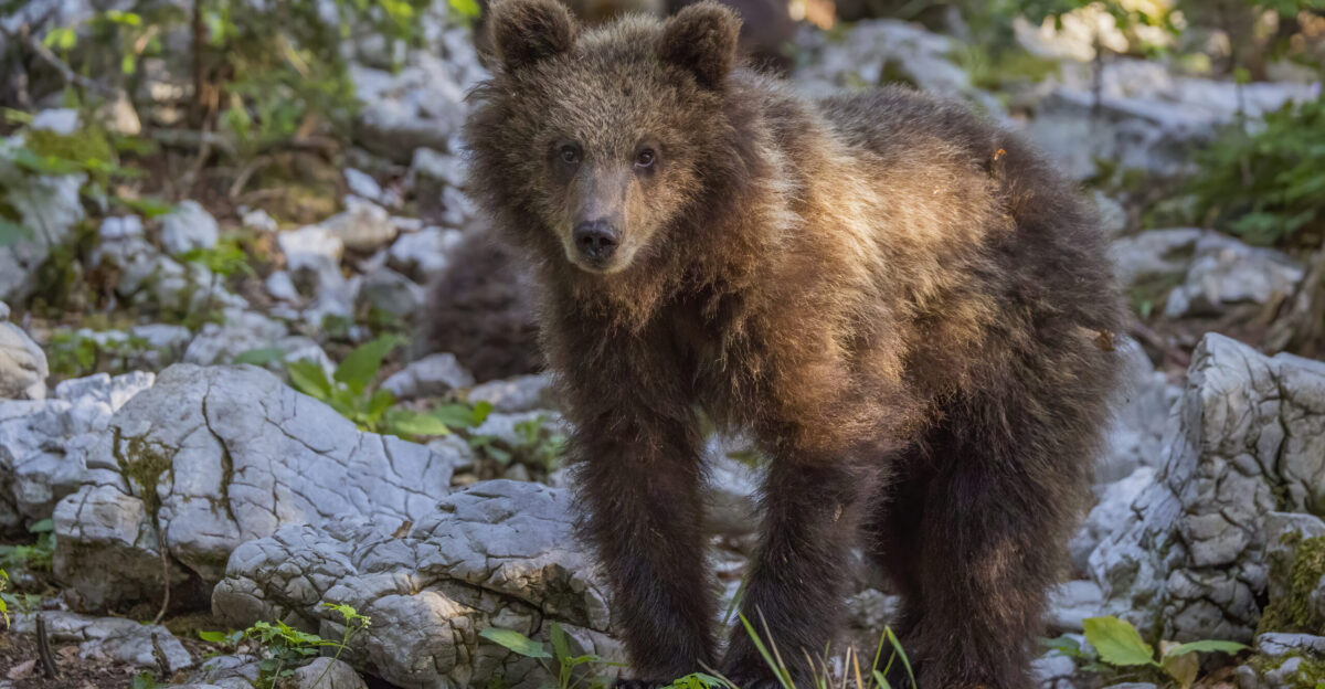 Eurasian brown bear Ursus arctos arctos cub 14 months old Stari Kot Slovenia