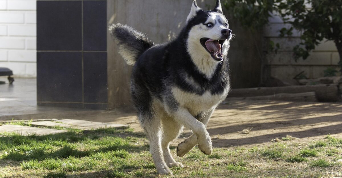 siberian husky pet animal husky dog