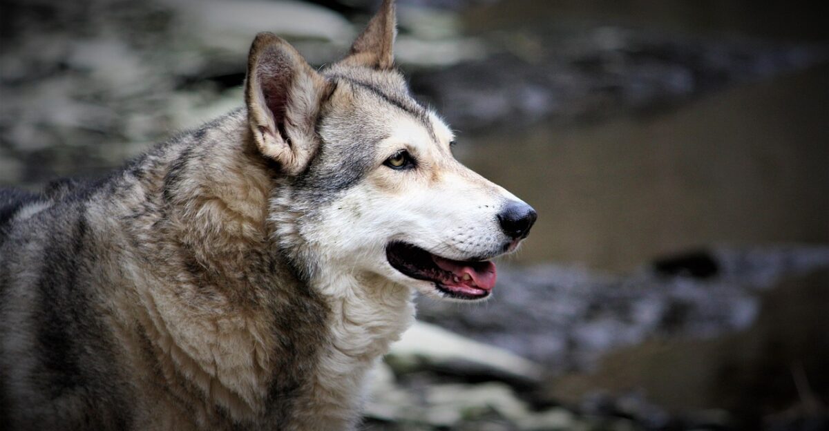 wolfdog dog canine carnivore pet wild animal fauna nature