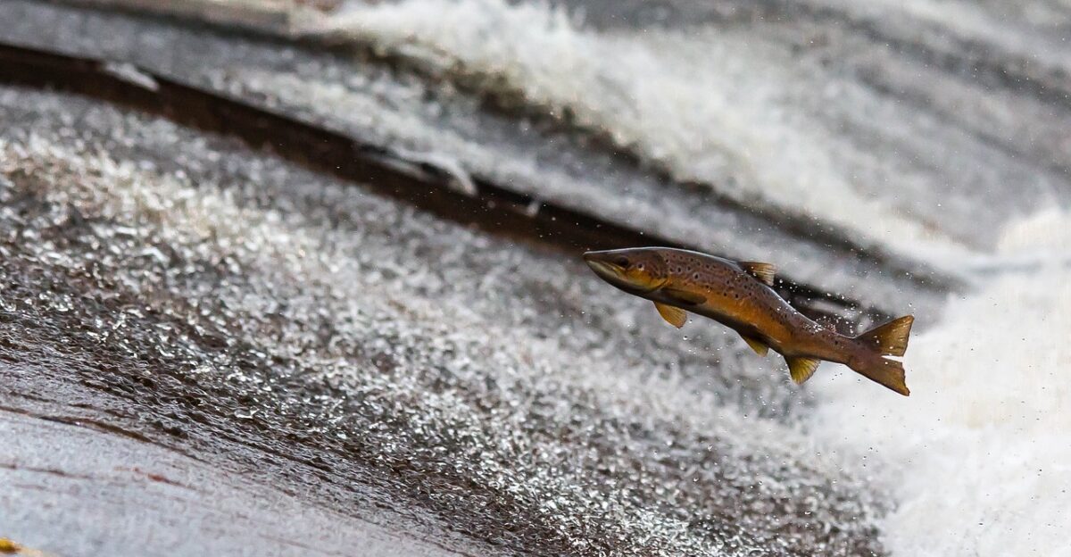 salmon nature fish jump upstream jumping fish jumping flying fish water freshwater fish