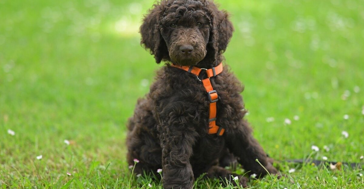 poodle puppy pet royal poodle aurelio nature poodle animal dog canine puppy mammal brown royal poodle