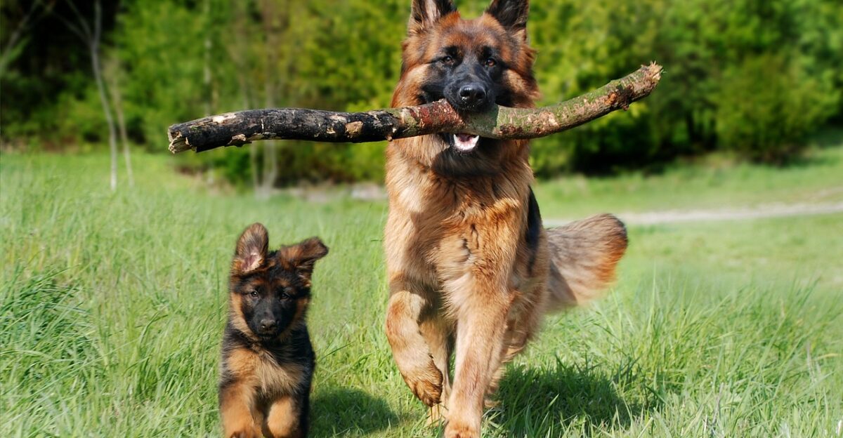 shepherd dog dog nature domestic animal animal pet dog puppy baby dog young and old old german shepherd dog puppy