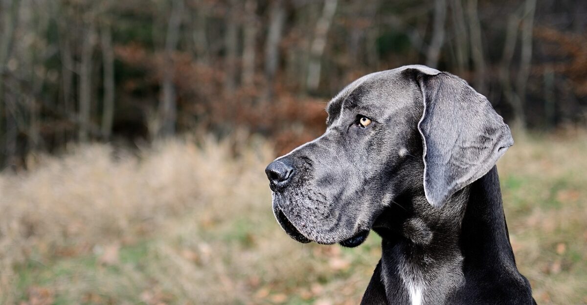 great dane portrait head great dane great dane great dane great dane great dane