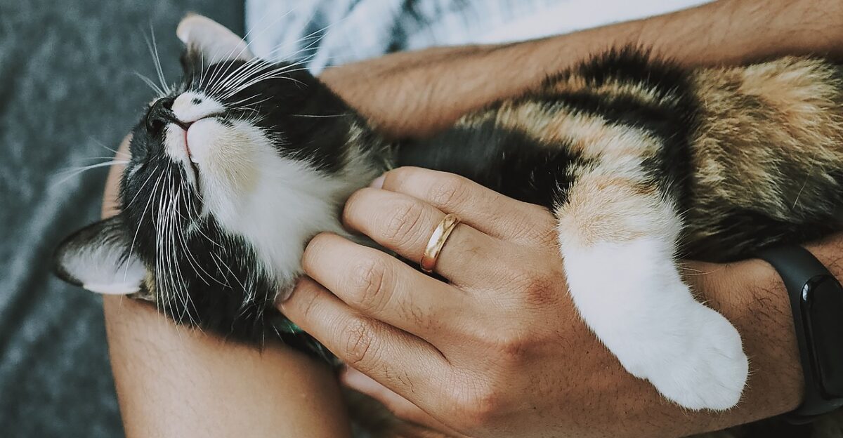 cat pet nature care pet care kitten animal domestic cat feline mammal cute furry playful fur kitty adorable rescue cat animal care closeup