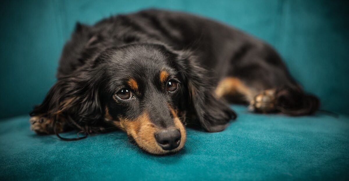 dog puppy sofa pet animal lying down canine nature domestic domestic dog portrait dog portrait mammal animal portrait