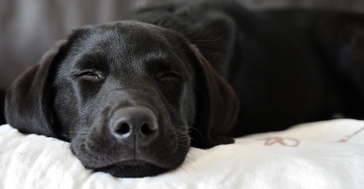 labrador retriever dog pet animal nature sleeping domestic canine mammal cute closeup
