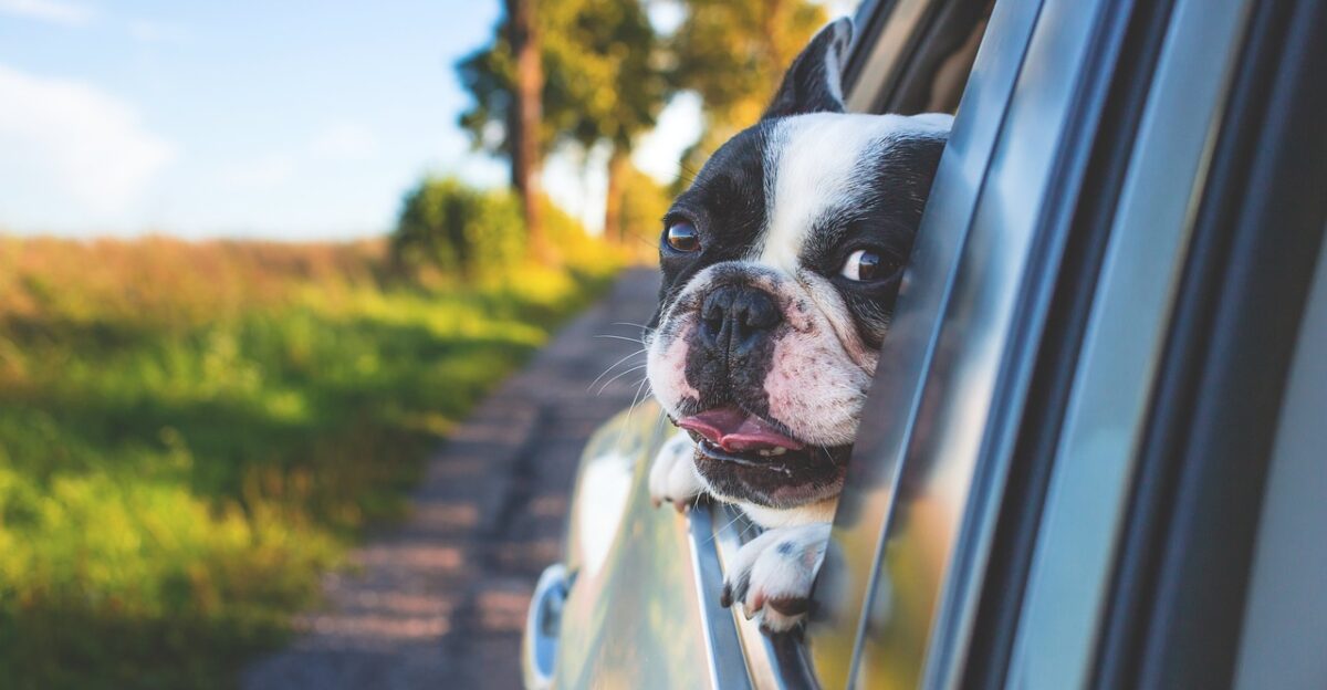 dog pet car wallpapers car window drive road trip animal bulldog canine car window portrait nature mammal dog portrait