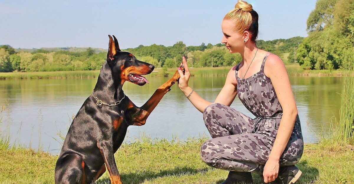 woman dog nature pacsi animal paw hobby pet doberman pinscher friendship people animals