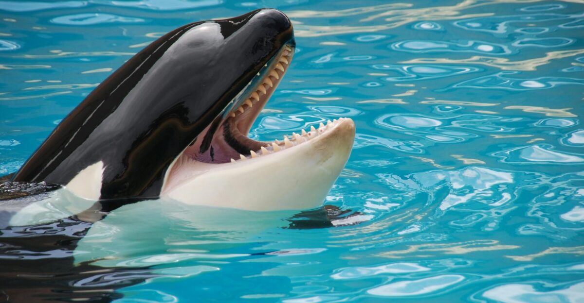 A majestic orca whale showing its teeth while swimming in clear blue water showcasing its natural beauty