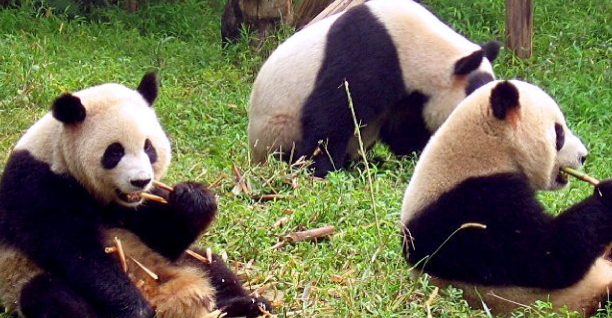 <a href="https://en.wikipedia.org/wiki/Giant_Panda" class="extiw" title="en:Giant Panda">en:Giant Panda</a> (Ailuropoda melanoleuca "black-and-white cat-foot") at Chengdu's Giant Panda Breeding Research Base.