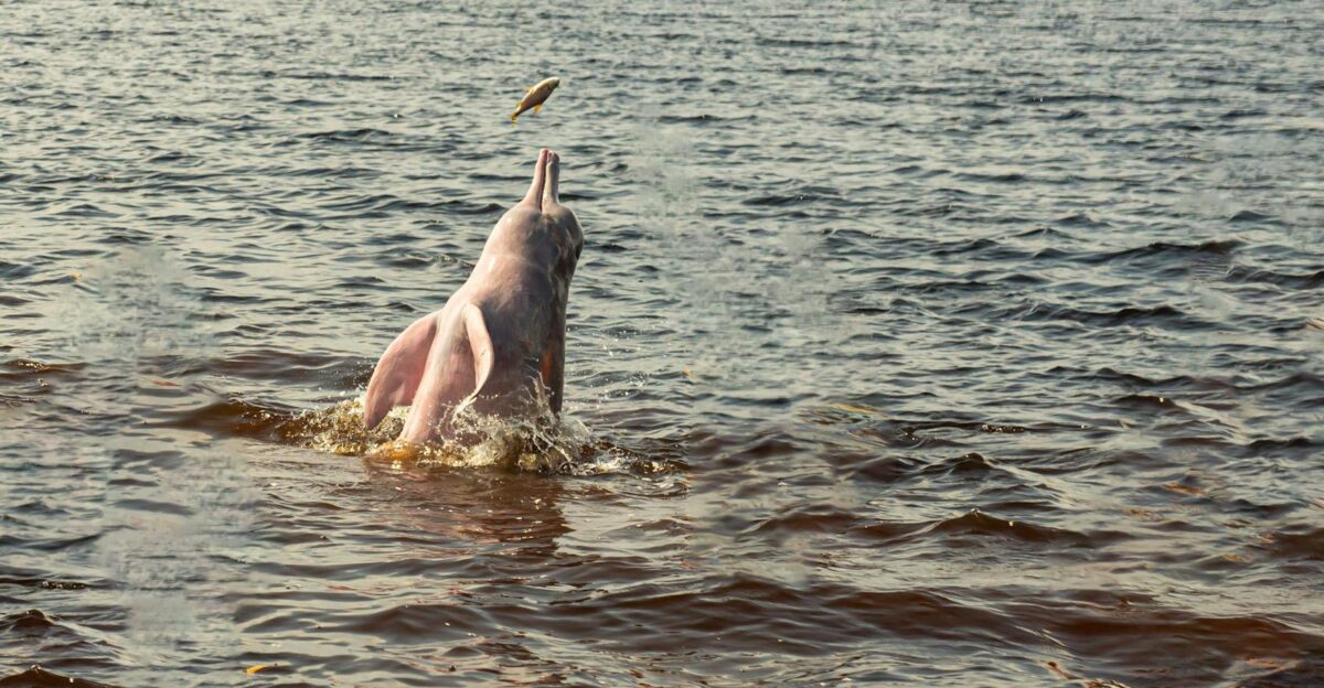 An Amazon river dolphin leaps from the water to catch a fish in Novo Air o Brazil