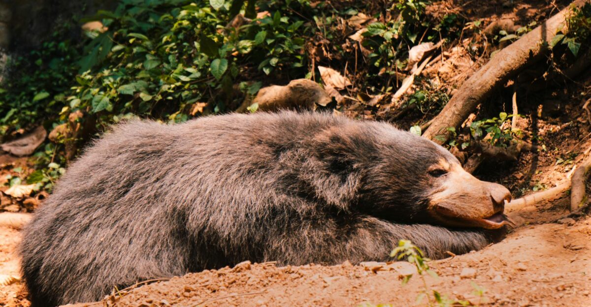 A sloth bear lying in a sunny forest blending with the natural environment