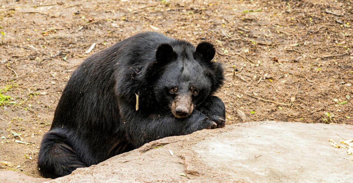 A serene Asian black bear resting on a rock in an outdoor setting showcasing wildlife s natural beauty