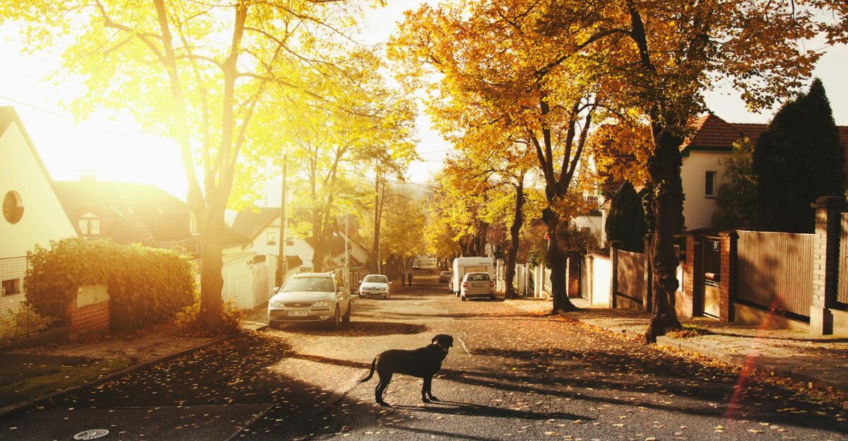 A peaceful autumnal street scene with a dog in a sunlit neighborhood