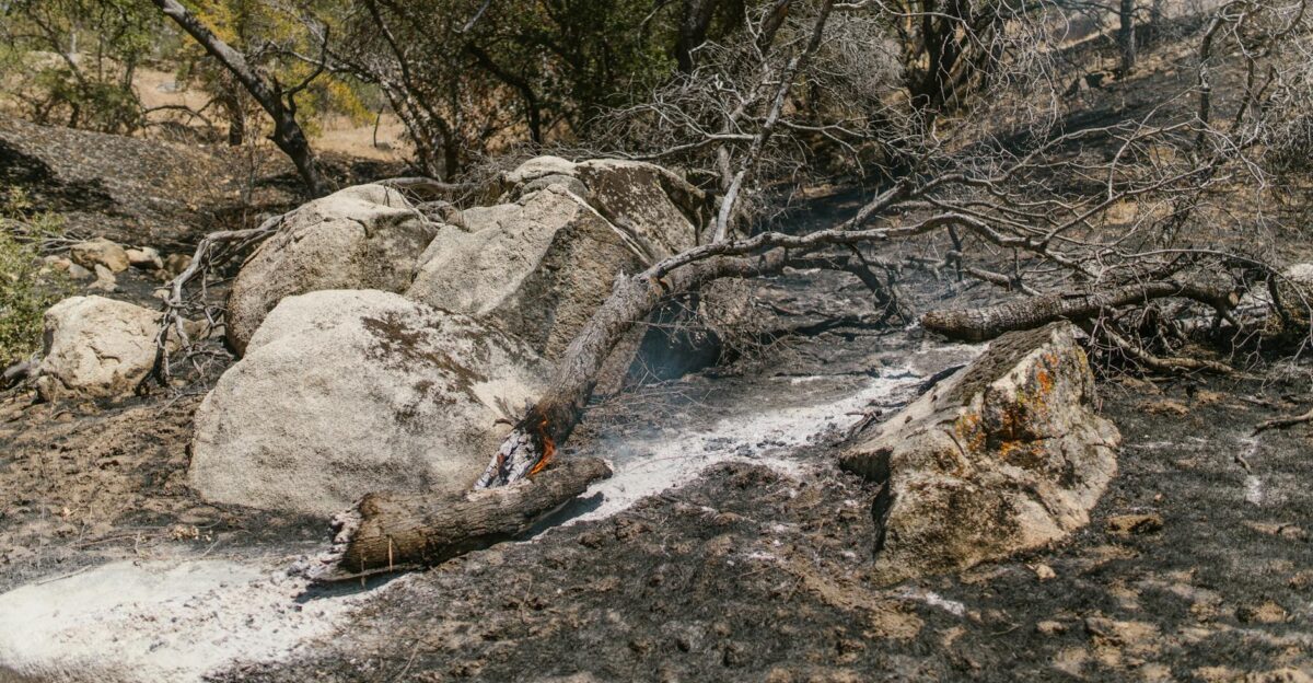 Charred landscape showing burnt trees and rocks after a forest fire with ash covering the ground