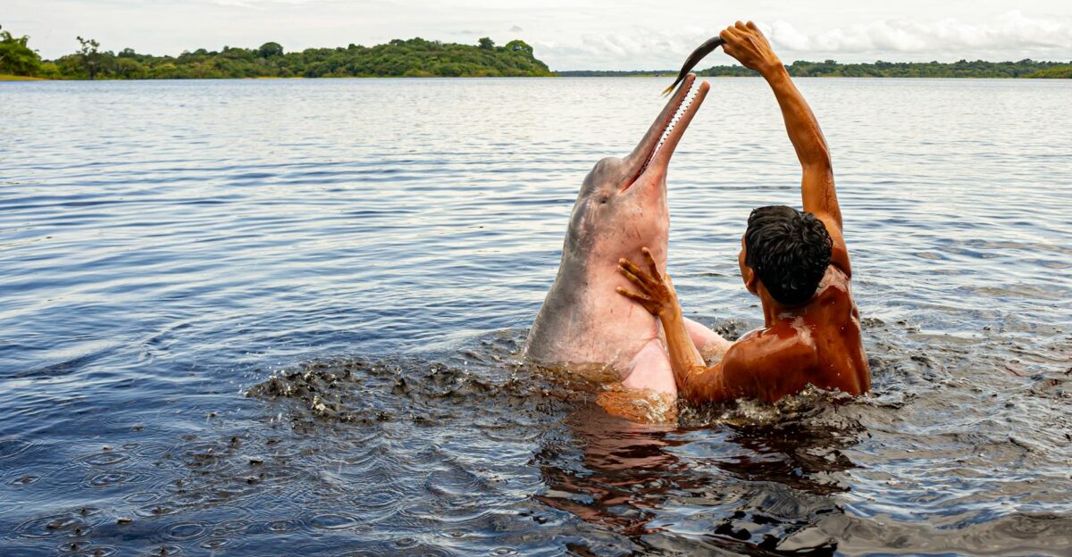 A man engages with a pink river dolphin in the Amazon River Brazil