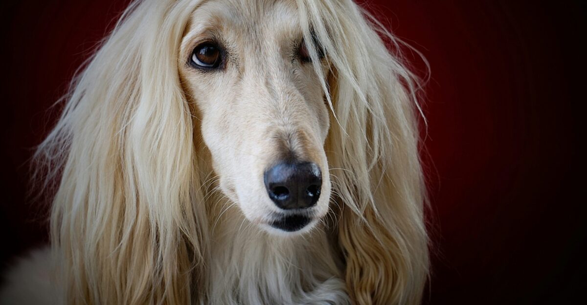 adult long-coated yellow dog