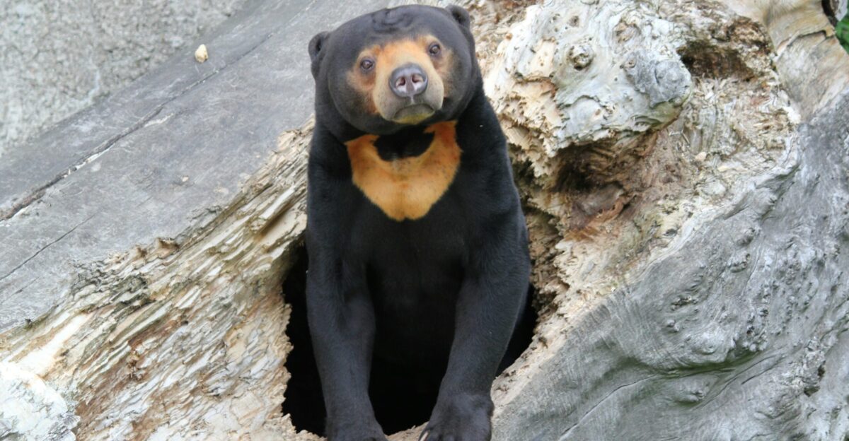 black bear in wooden hole