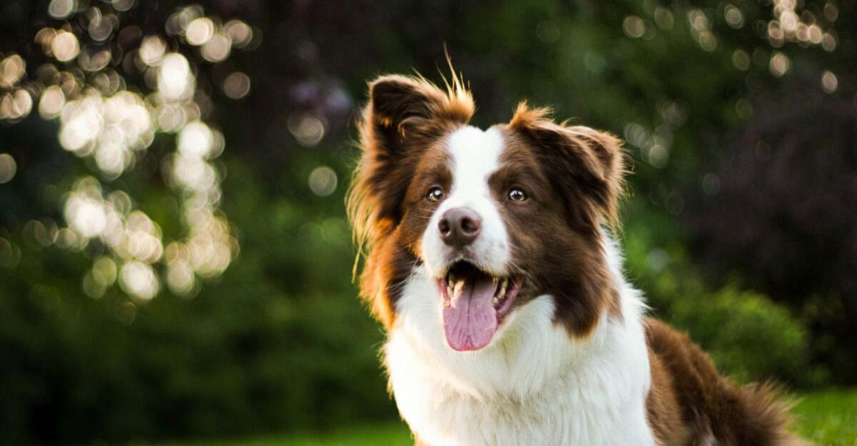 close-up photography of adult brown and white border collie
