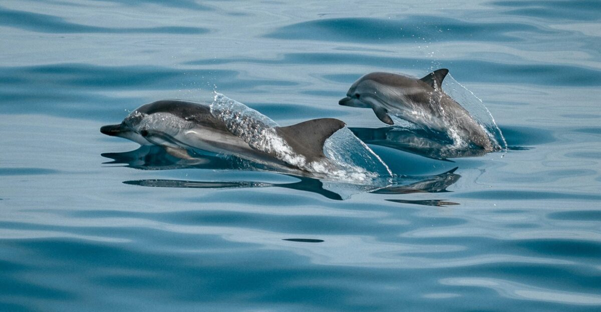 dolphins in the water