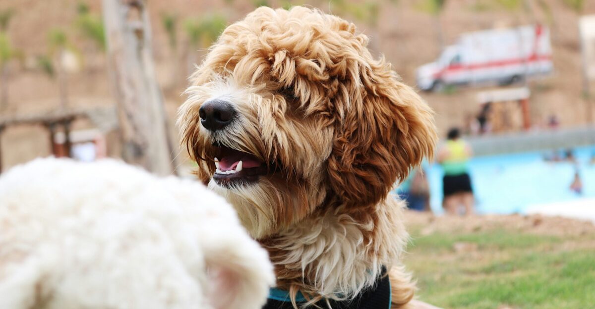 white and brown long coated dog
