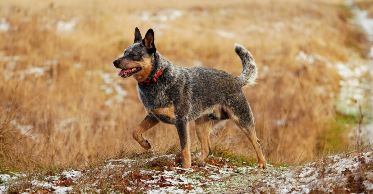 a dog that is standing in the grass