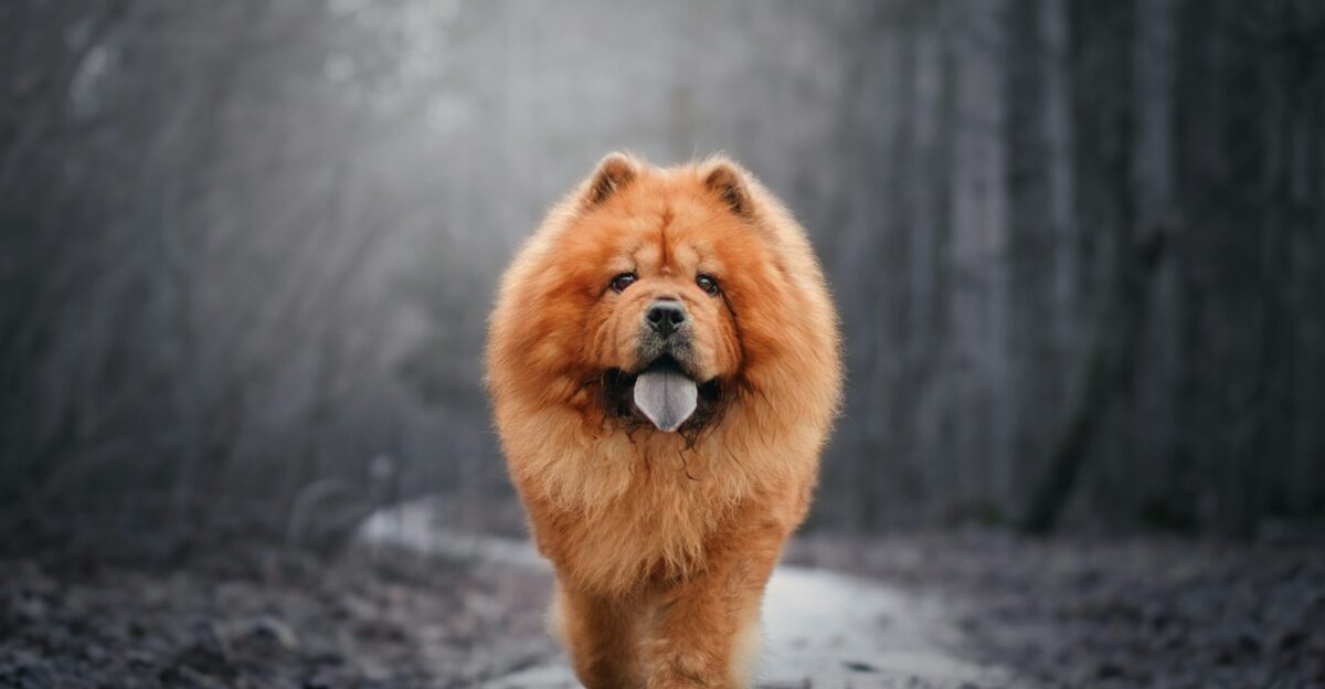 a chow chow dog walking down a path in the woods