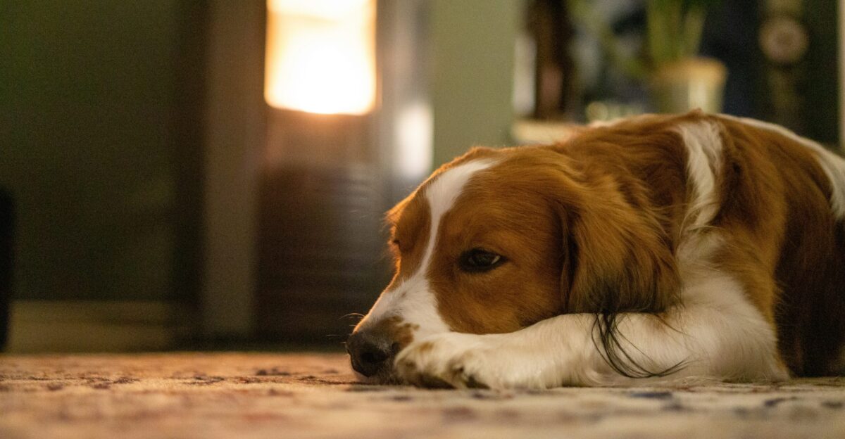a brown and white dog laying on the floor