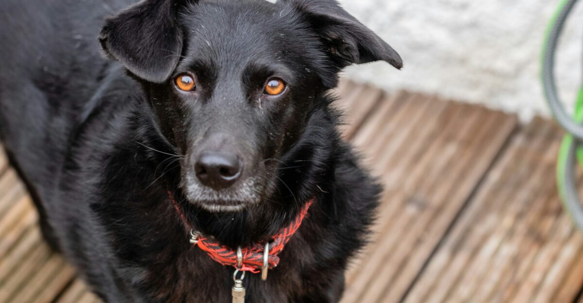 a black dog standing on a wooden deck