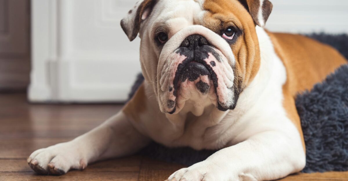 a brown and white dog laying on top of a wooden floor
