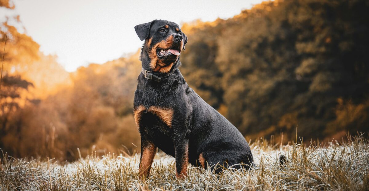 a dog standing in a field
