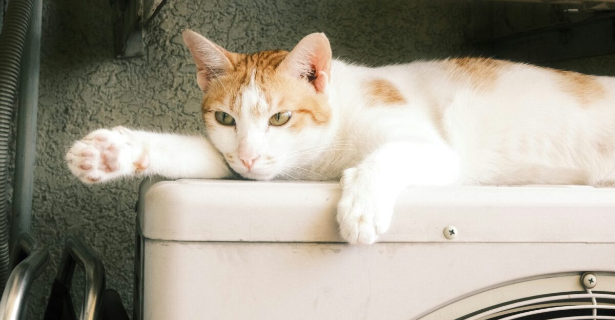 an orange and white cat laying on top of a dryer