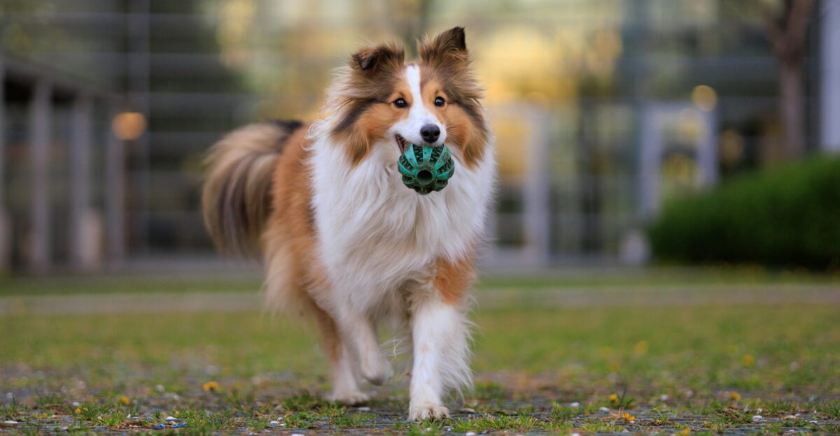 a brown and white dog carrying a ball in its mouth
