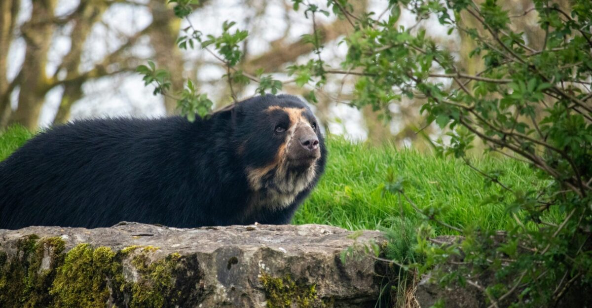 a large black bear sitting on top of a rock