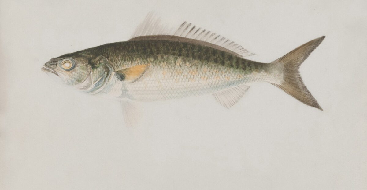 endangered Gila trout Oncorhynchus gilae